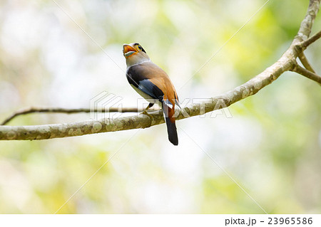 colorful bird Silver-breasted broadbil 23965586