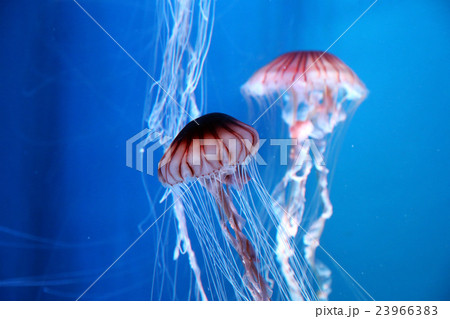 アトランティックシーネットル 23966383