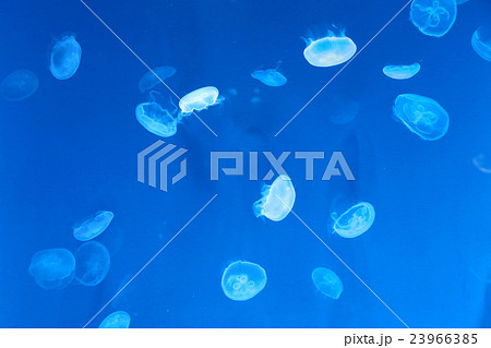 ミズクラゲ 23966385