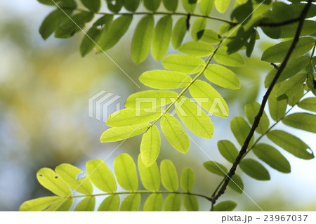 新緑 23967037