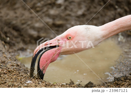 Rose Flamingo Rose Flamingo 23967121