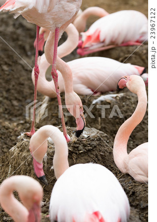 nesting Rose Flamingo with eng in nest 23967122