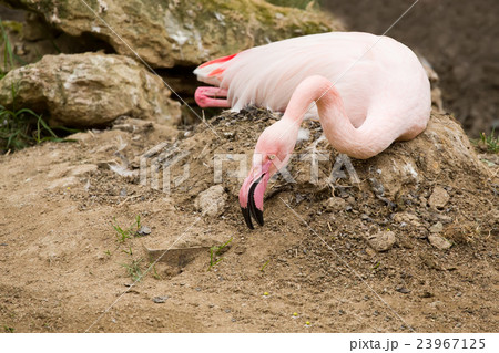nesting Rose Flamingo with eng in nest 23967125
