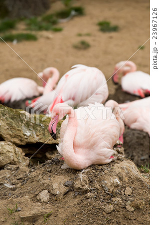 nesting Rose Flamingo with eng in nest 23967126