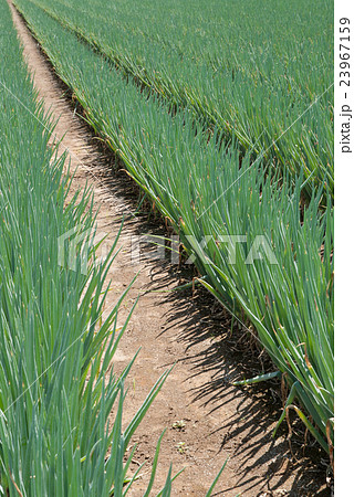 夏のネギ畑 23967159