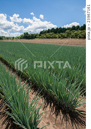 夏のネギ畑青空 23967161
