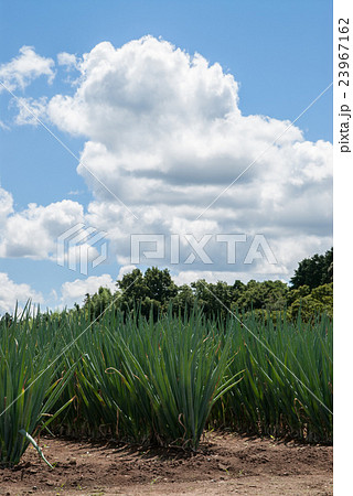 夏のネギ畑青空2 23967162