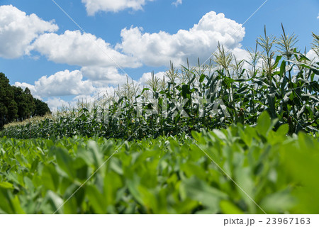 夏のトウモロコシ畑（前ボケ） 23967163