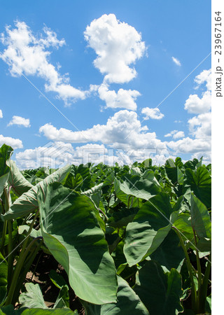 夏のサトイモ畑 23967164