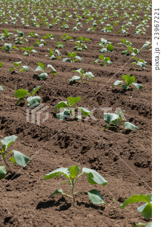 夏のキャベツ畑2 23967221