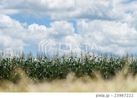 夏のトウモロコシ畑（前ボケ） 23967222