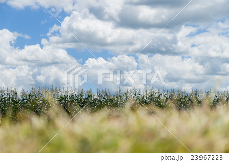 夏のトウモロコシ畑（前ボケ） 23967223