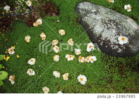 応聖寺の沙羅の落花 応聖寺の沙羅の落花 23967995