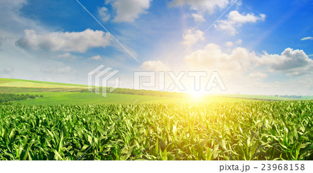 sunrise over the corn field 23968158