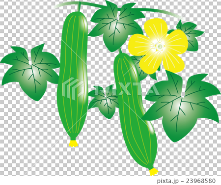 絲瓜 23968580