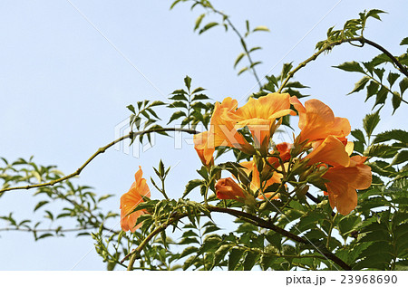 ノウゼンカズラ（凌霄花） 23968690