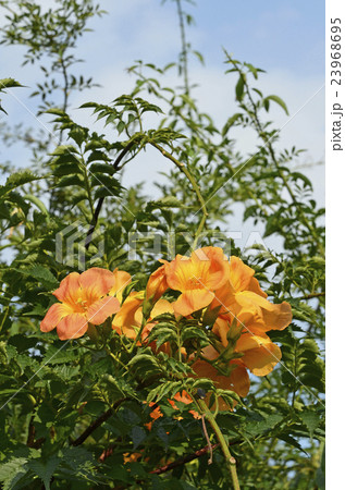 ノウゼンカズラ(凌霄花) ノウゼンカズラ(凌霄花) 23968695