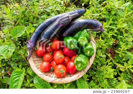 地物野菜の盛り合わせ、 23969207