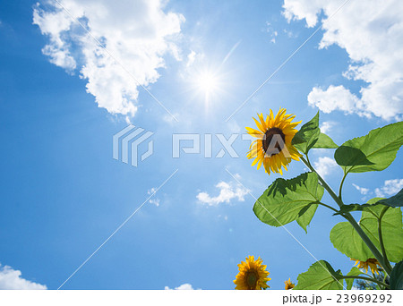 夏の風景 23969292