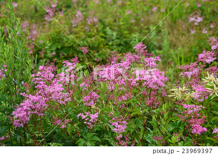 シモツケソウ シモツケソウ 23969397