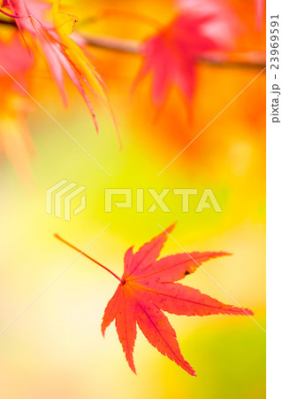 風に揺られて 23969591