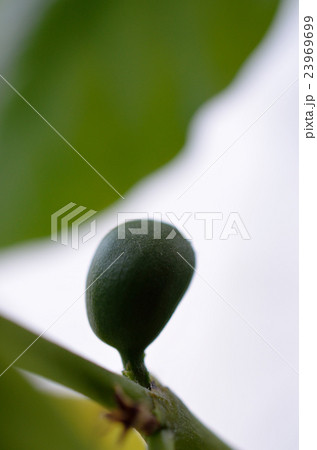 コーヒーの実　アラビカ 23969699