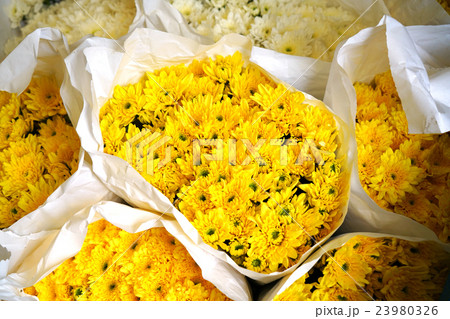 marigold flower 23980326