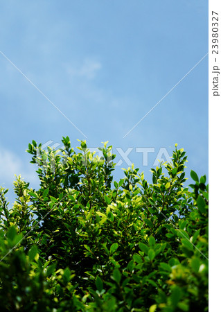 leaf tree growing on the sky 23980327