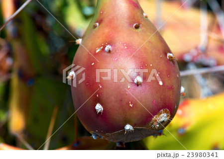 Fruit of Prickly Pear Cactus Fruit of Prickly Pear Cactus 23980341