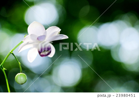 レンゲショウマ 23980451