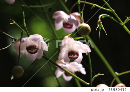 レンゲショウマ 23980452