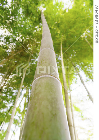 天高く真っ直ぐ伸びる新緑が美しい竹 23980497