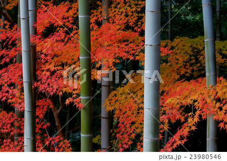 竹林の秋 23980546