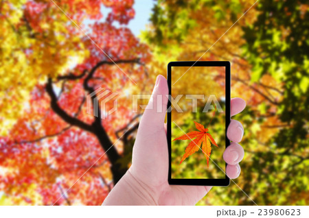 秋とスマホ 23980623