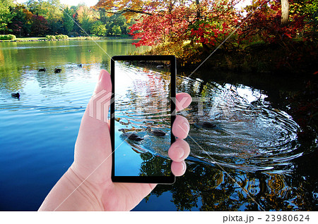 秋とスマホと鴨のカップル 秋とスマホと鴨のカップル 23980624