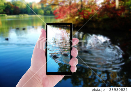 秋とスマホと鴨のカップル 秋とスマホと鴨のカップル 23980625