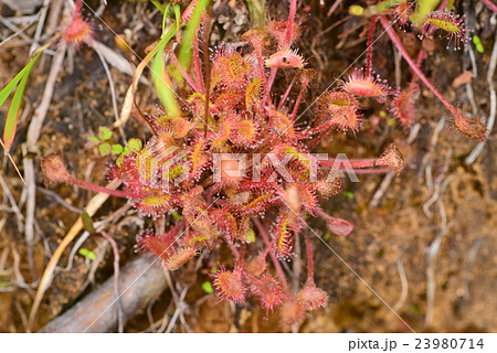 モウセンゴケの粘毛 23980714