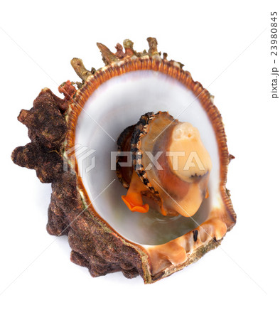 Raw seafood in opened shell 23980845