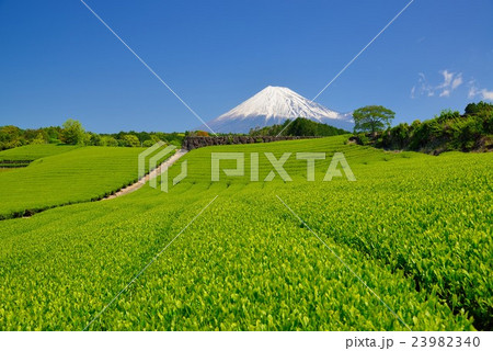 富士山と茶畑(静岡県富士市今宮) 富士山と茶畑(静岡県富士市今宮) 23982340