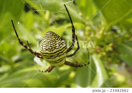 ナガコガネグモ 23982662