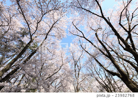 弘前の桜 弘前の桜 23982768