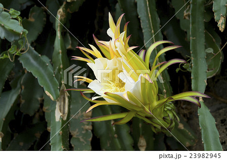 ドラゴンフルーツの花 23982945