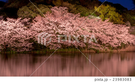 夜桜と水面 23983083