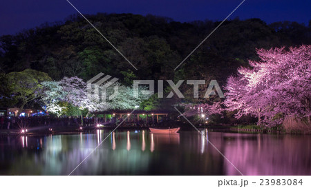 夜桜 夜桜 23983084