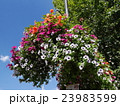 ロンドンのお花 23983599
