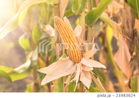 Ear of ripe corn 23983624
