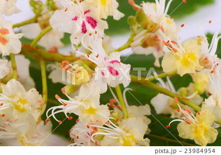 The chestnut blossoms in spring close-up The chestnut blossoms in spring close-up 23984954