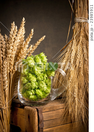 Hop cones in the glass with barley and wheat 23985911