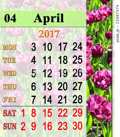 calendar for April 2017 with lilac tulips calendar for April 2017 with lilac tulips 23987474