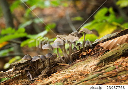Mycena, Inedible mushrooms Mycena, Inedible mushrooms 23987768